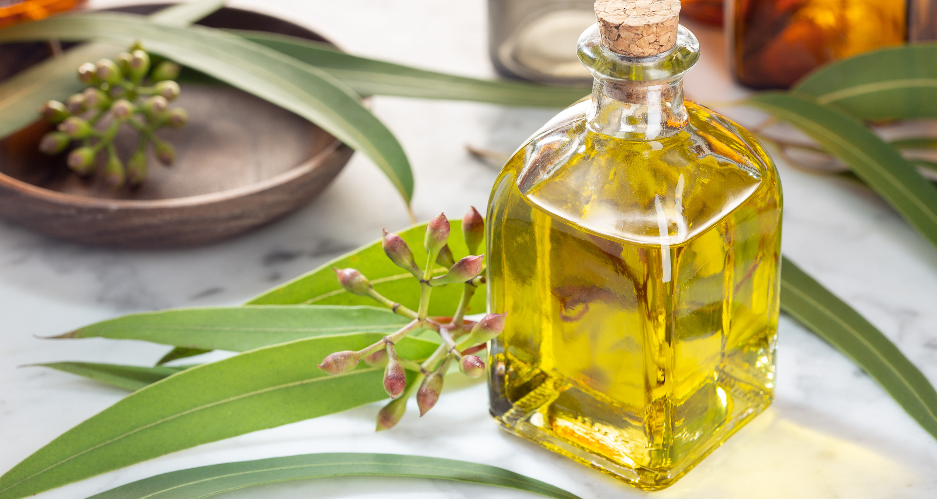 huile essentielle eucalyptuse-guide-aromatherapie