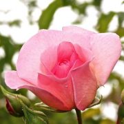 (c) Guide-aromatherapie.com